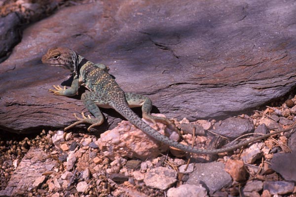 Eastern Collared Lizard (Crotaphytus collaris)