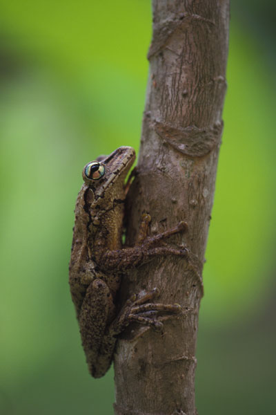 Hispaniolan Laughing Treefrog (Osteopilus dominicensis)