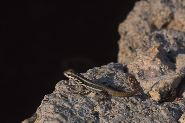 Hispaniolan Maskless Curlytail (Leiocephalus lunatus)