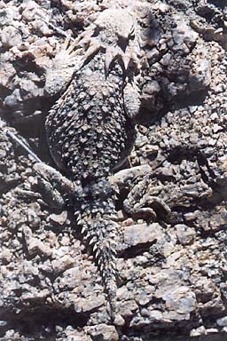 Desert Horned Lizard (Phrynosoma platyrhinos)