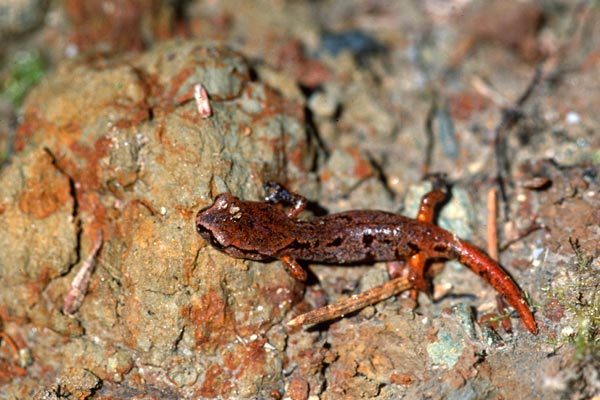 Painted Ensatina (Ensatina eschscholtzii picta)