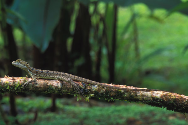 Common Basilisk (Basiliscus basiliscus)