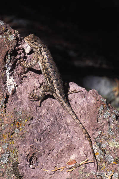 Northwestern Fence Lizard (Sceloporus occidentalis occidentalis)