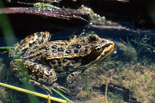 [http://www.wildherps.com/images/herps/standard/frog_Crescent_Lake.jpg]