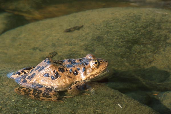 Columbia Spotted Frog (Rana luteiventris)