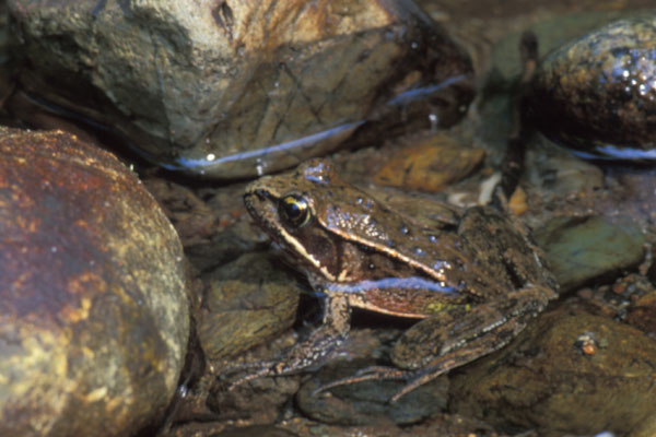 Northern Red-legged Frog (Rana aurora)