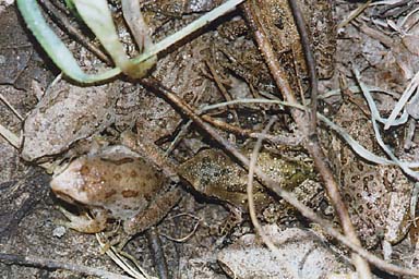 Sierran Treefrog (Pseudacris sierra)