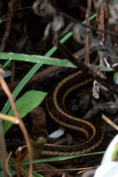 Northwestern Gartersnake (Thamnophis ordinoides)