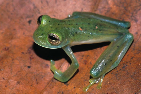 Emerald Glass Frog (Espadarana prosoblepon)