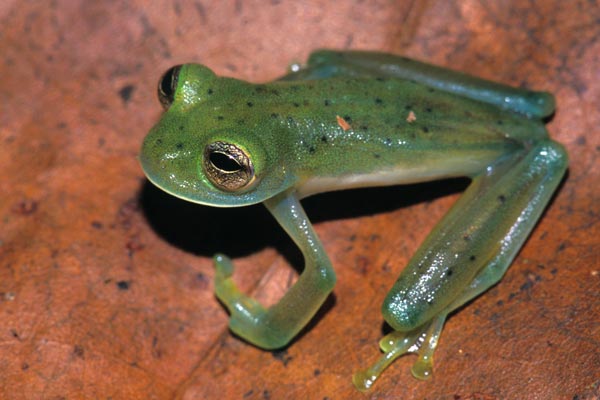 glass frogs. Emerald Glass Frog (Centrolene