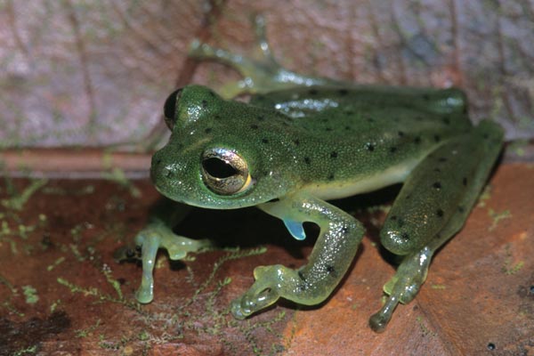 Emerald Glass Frog (Espadarana prosoblepon)