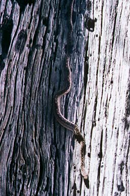 Pacific Gopher Snake (Pituophis catenifer catenifer)