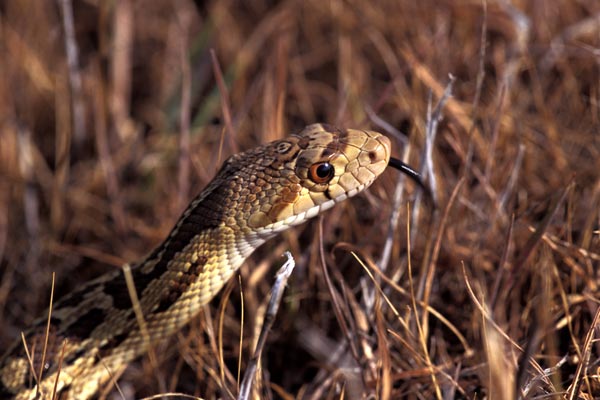 Pacific Gopher Snake (Pituophis catenifer catenifer)