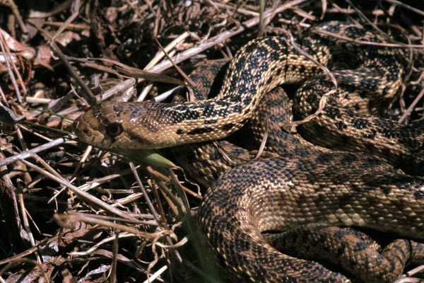 Pacific Gopher Snake (Pituophis catenifer catenifer)