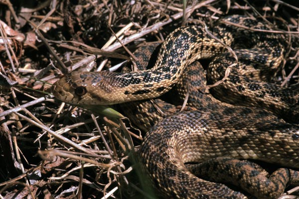 Pacific Gopher Snake (Pituophis catenifer catenifer)