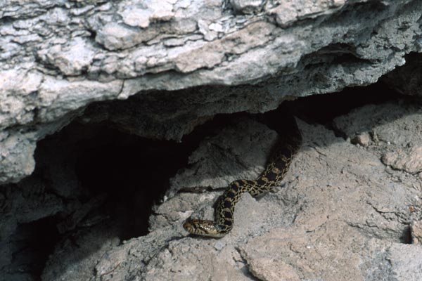 Bullsnake (Pituophis catenifer sayi)