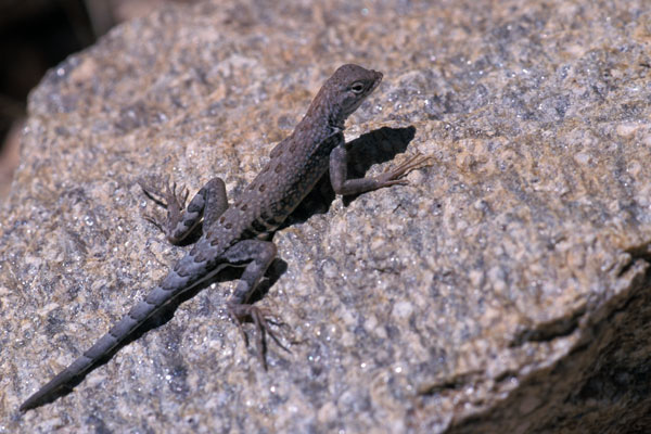 Chihuahuan Greater Earless Lizard (Cophosaurus texanus scitulus)