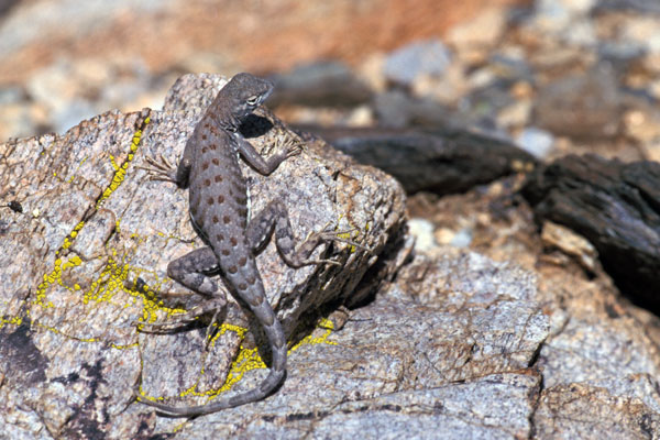 Chihuahuan Greater Earless Lizard (Cophosaurus texanus scitulus)