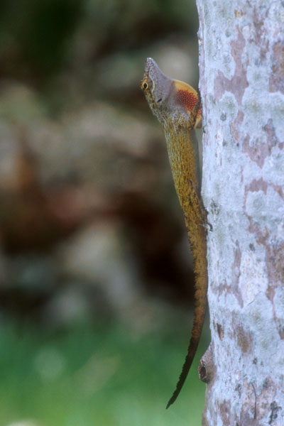 Dominican Graceful Anole (Anolis ignigularis)