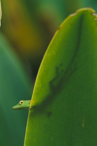 Hispaniola Green Anole (Anolis chlorocyanus)