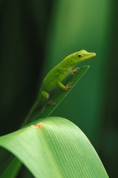 Hispaniola Green Anole (Anolis chlorocyanus)