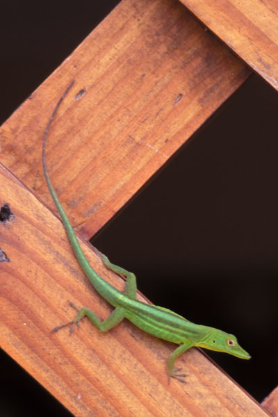 Hispaniola Green Anole (Anolis chlorocyanus)