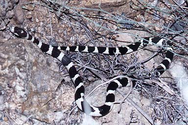 California Kingsnake (Lampropeltis californiae)