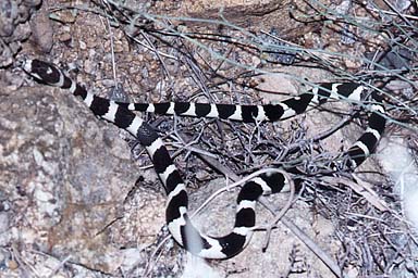 California Kingsnake (Lampropeltis californiae)