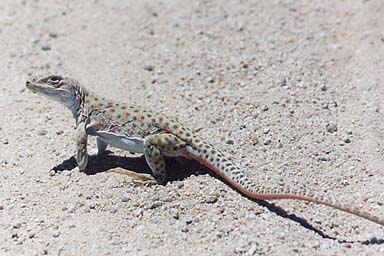 Long-nosed Leopard Lizard (Gambelia wislizenii)