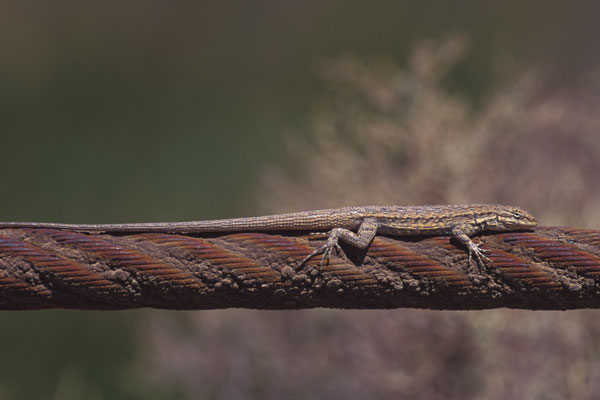 Western Long-tailed Brush Lizard (Urosaurus graciosus graciosus)