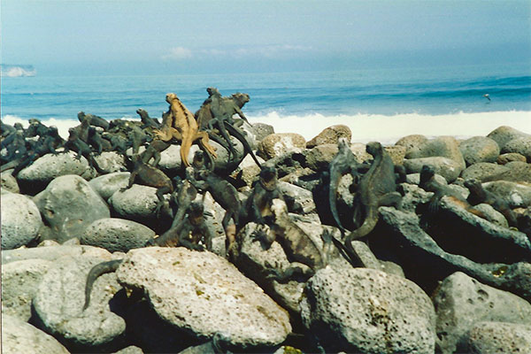 Santa Cruz Marine Iguana (Amblyrhynchus cristatus hassi)