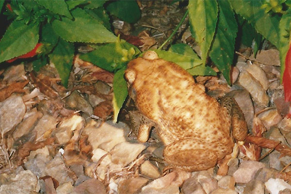 Giant Toad (Rhinella horribilis)