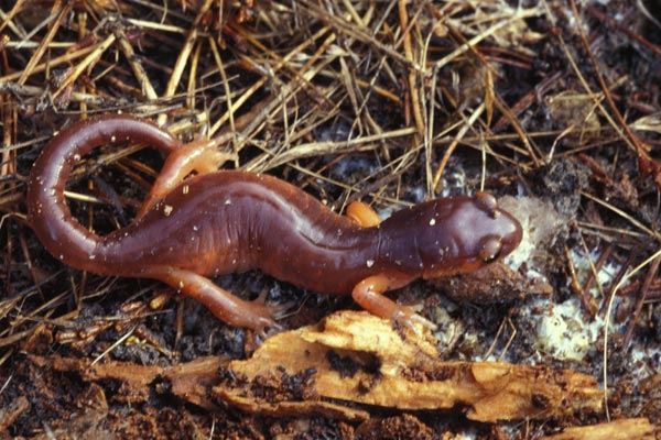 Wild Herps - Ensatina (Ensatina eschscholtzii)