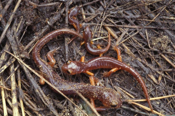 Monterey Ensatina (Ensatina eschscholtzii eschscholtzii)