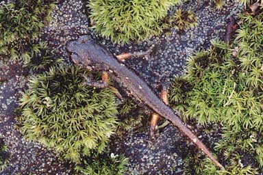 Oregon Ensatina (Ensatina eschscholtzii oregonensis)