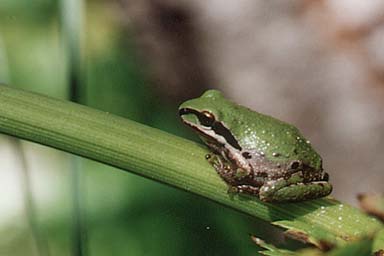 Sierran Treefrog (Pseudacris sierra)