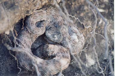 Southwestern Speckled Rattlesnake (Crotalus pyrrhus)