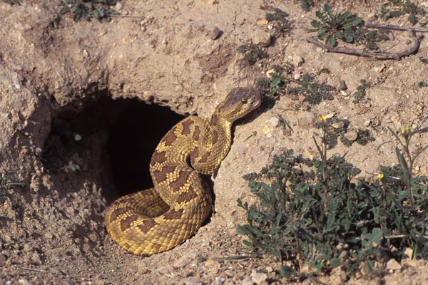 Northern Pacific Rattlesnake (Crotalus oreganus oreganus)