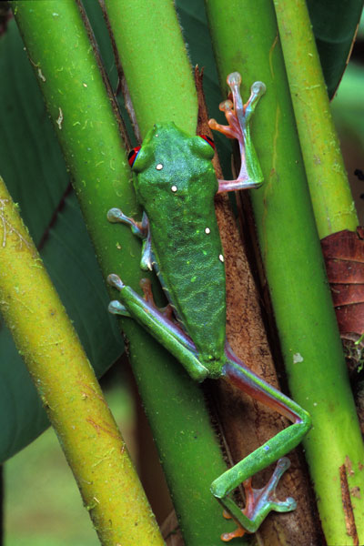 Frogs+climbing