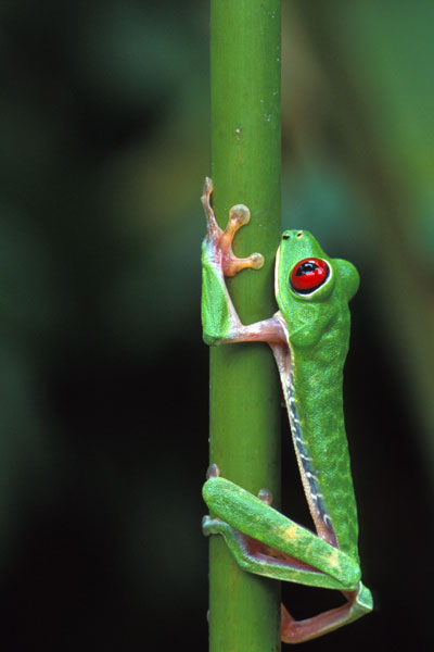 Red-eyed Leaf Frog (Agalychnis callidryas)