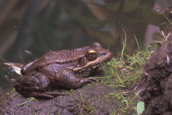 California Red-legged Frog (Rana draytonii)