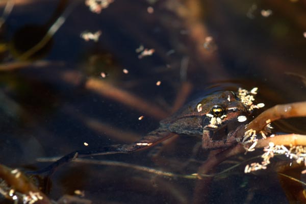 Northern Red-legged Frog (Rana aurora)