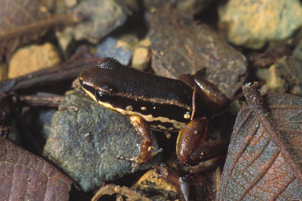 Striped Rocket Frog (Allobates talamancae)