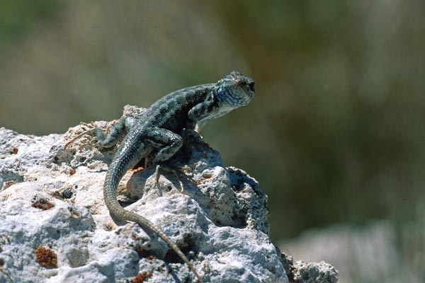 Northern Sagebrush Lizard (Sceloporus graciosus graciosus)