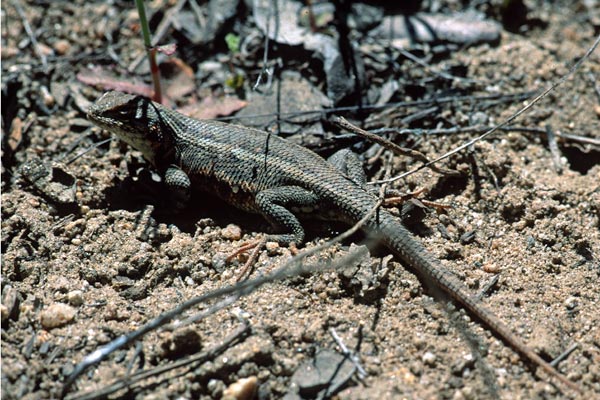 Western Sagebrush Lizard (Sceloporus graciosus gracilis)