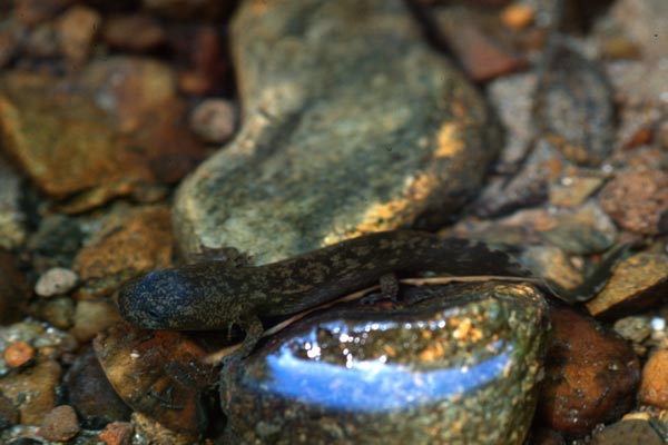 Coastal Giant Salamander (Dicamptodon tenebrosus)