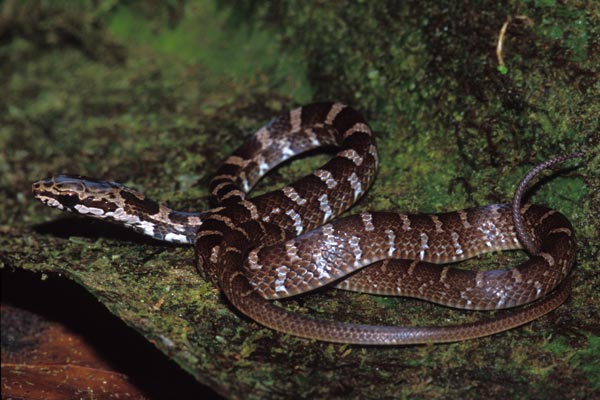 Salmon-bellied Racer (Mastigodryas melanolomus)