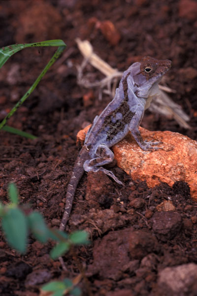 Common Stout Anole (Anolis hispaniolae)