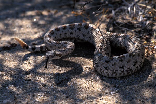 Mohave Desert Sidewinder (Crotalus cerastes cerastes)