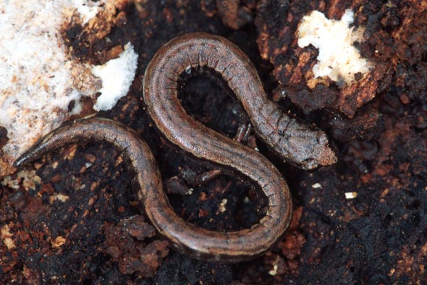 California Slender Salamander (Batrachoseps attenuatus)